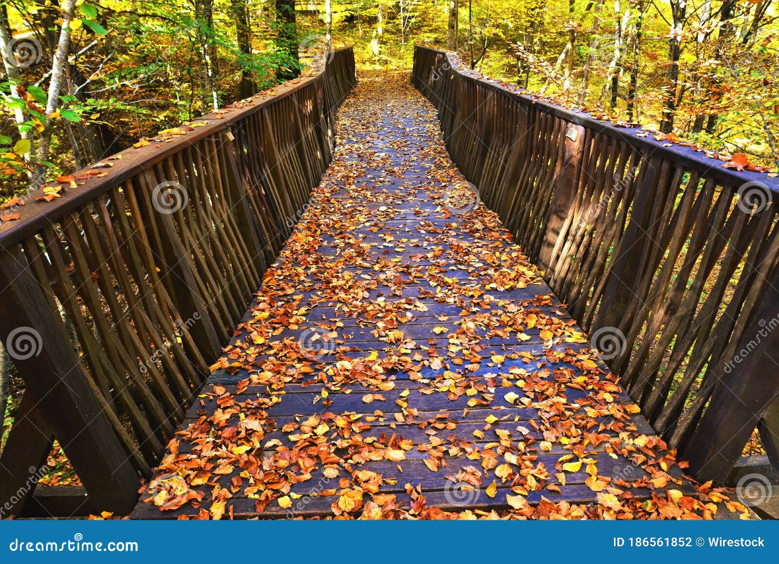 Beautiful View Of A Bridge In Autumn Forest With Colorful Leaves Stock