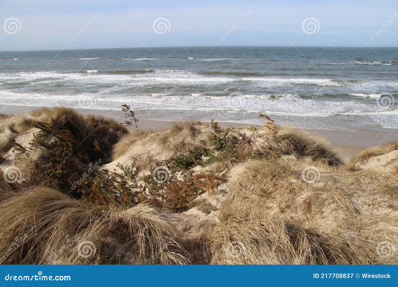 skille sig ud foretrækkes blik Beautiful View of Bushes and Dunes on the Beach Near Furreby, North Jutland,  Denmark Stock Image - Image of north, trees: 217708837