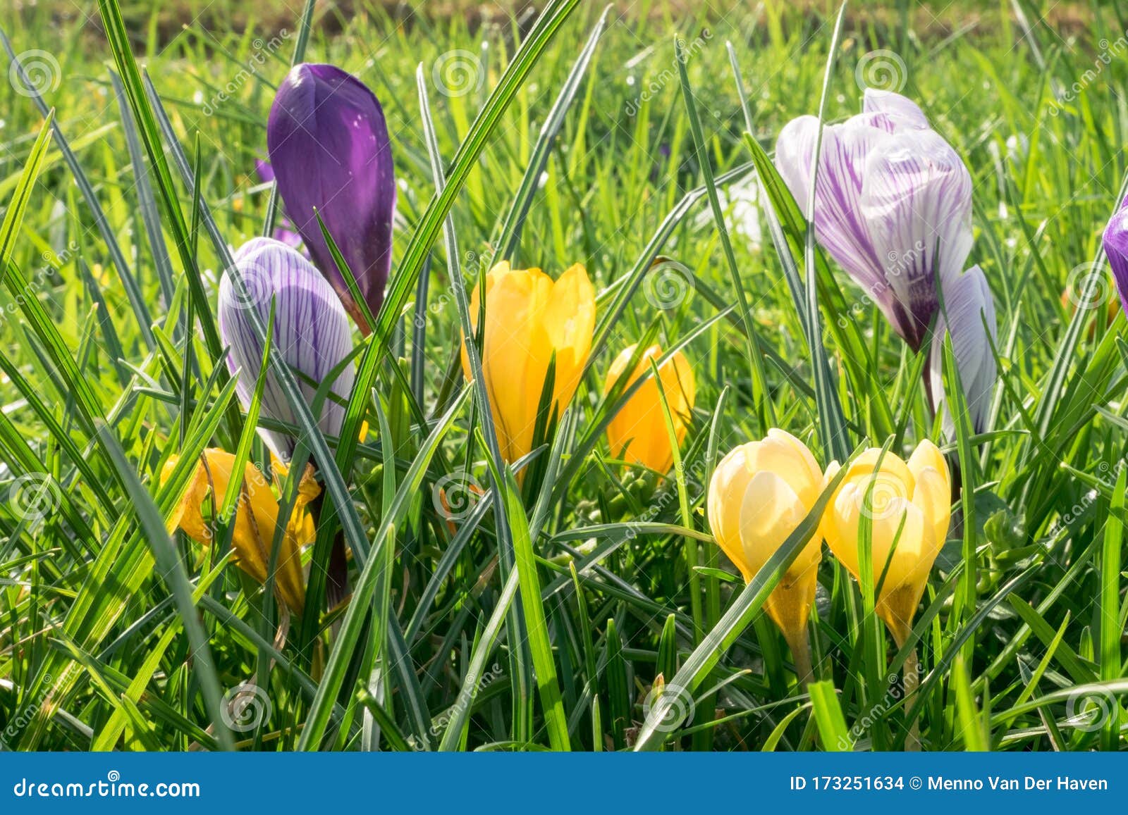 Close Up Of Crocus Flowers In Yellow And Violet Colors Stock Photo Image Of Background Beautiful 173251634