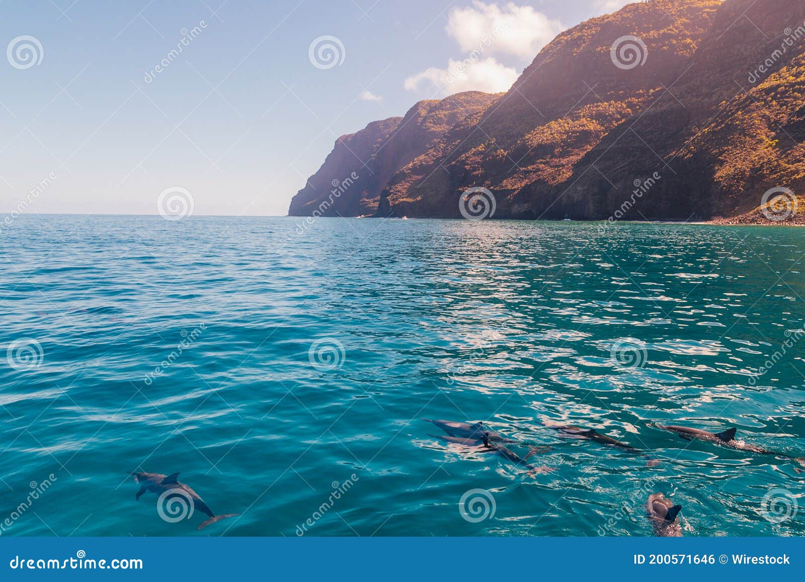 beautiful view of dolphins swimming near the na pali coast cliffs on kauai island, hawaii
