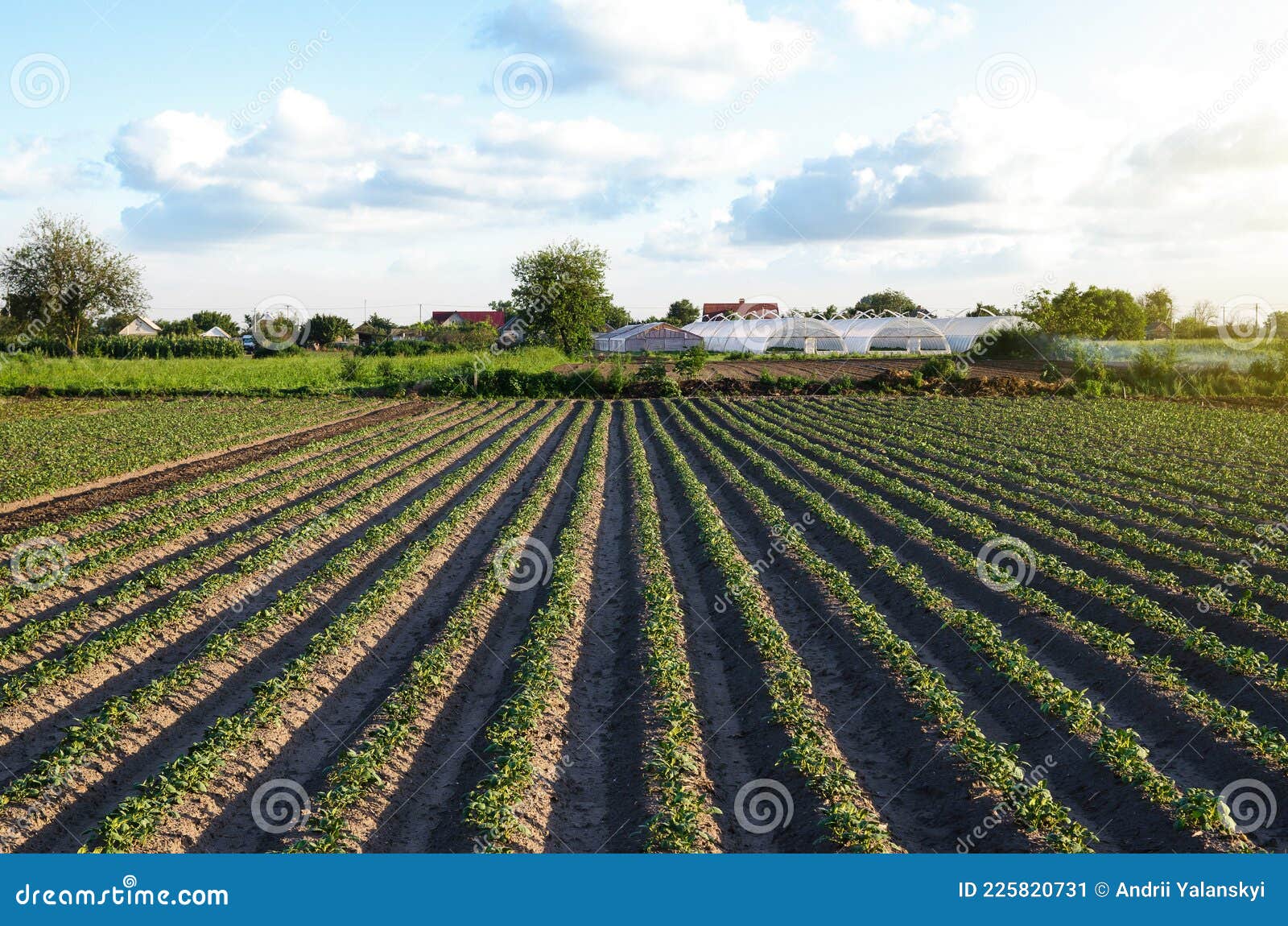 beautiful view of the farm field and greenhouse on background of village. rows of potato bushes. agroindustry and agribusiness
