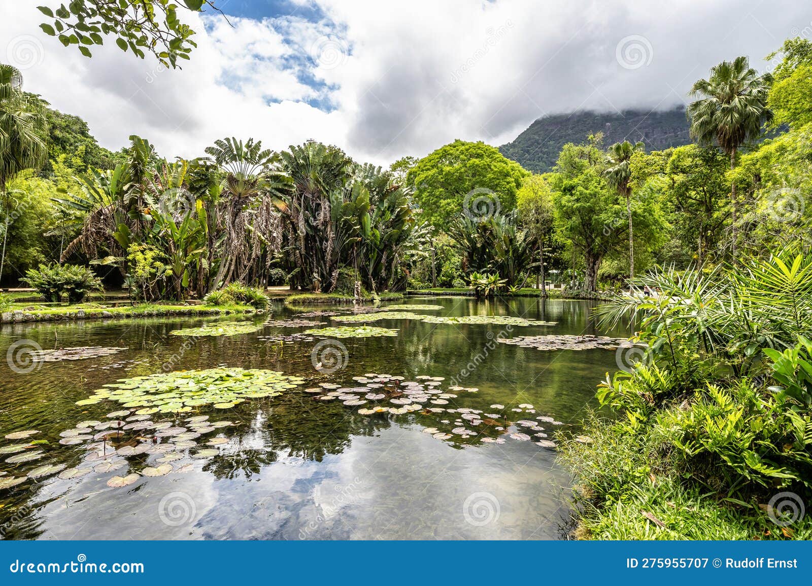 beautiful view of the flora in the botanical garden, jardim botanico of rio de janeiro, brazil