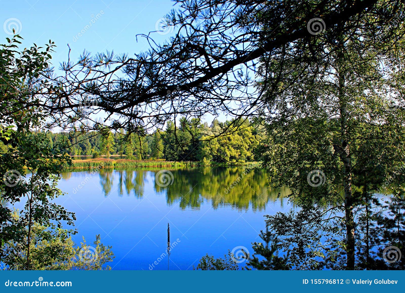 Beautiful View of the Forest Lake in Sunny Summer Weather Stock Photo