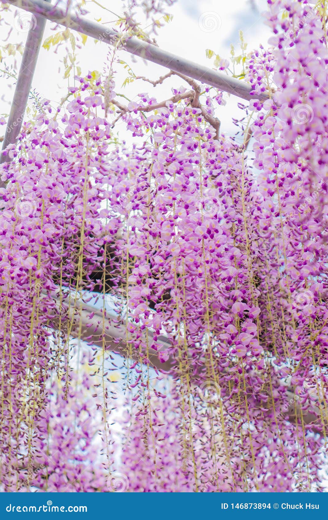 purple tree japan purple tree japan