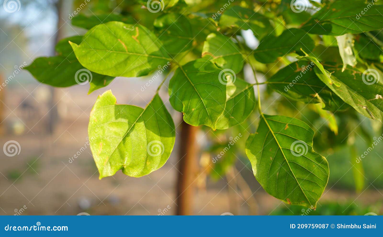 beautiful view of green leaves with sunlight beam of bale or bilv. triangular pattern leaves of bale