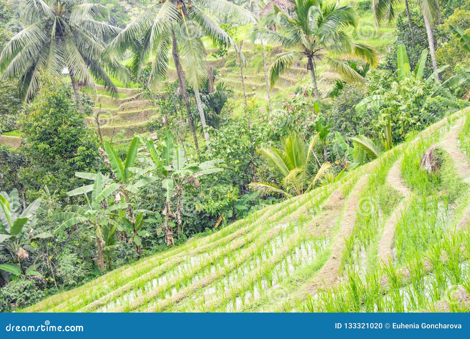 beautiful view of green rice terraces. agronomic indonesian natural background