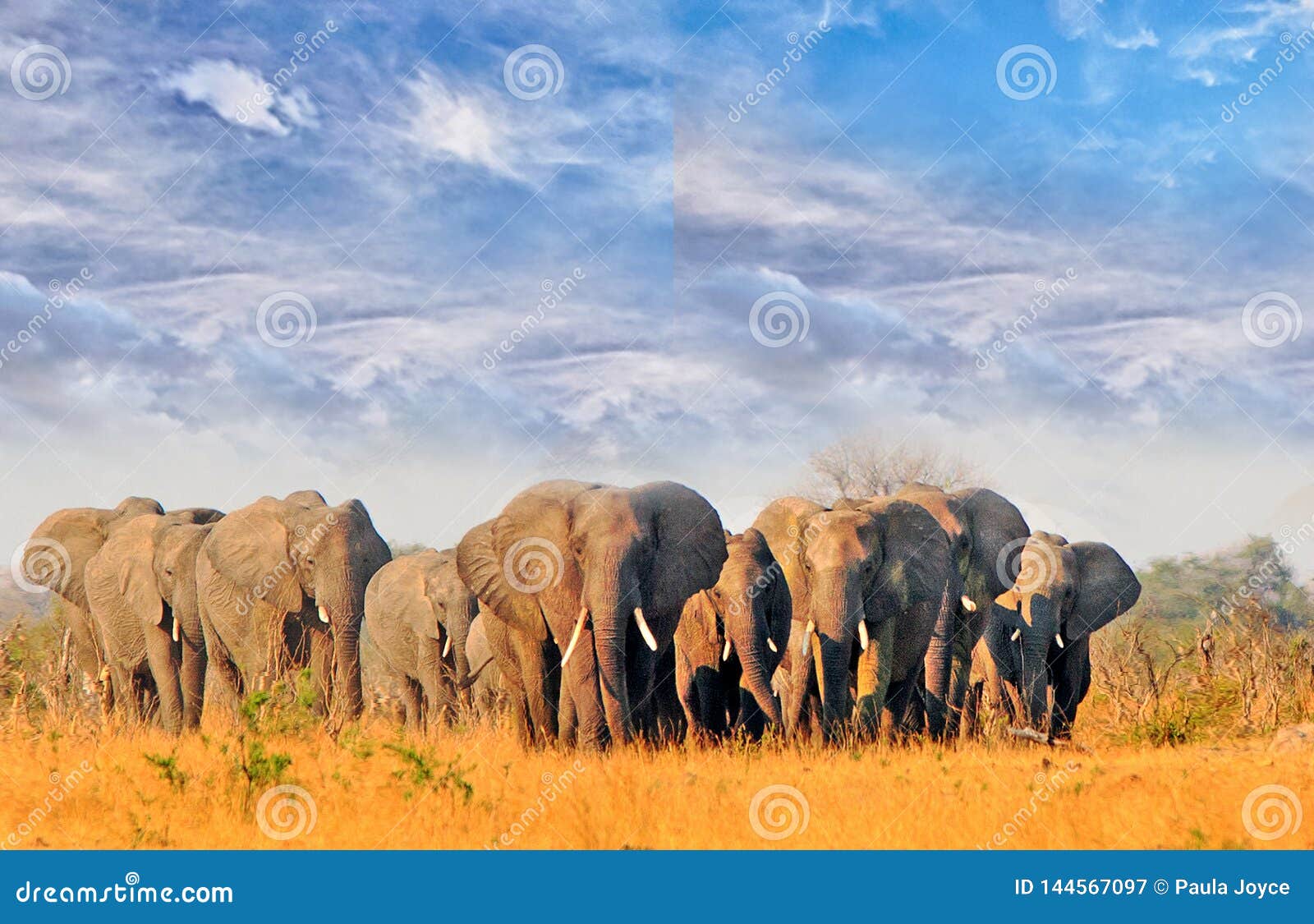 beautiful view of a herd of elephants walking on the yellow plains with a lovely blue wispy sky