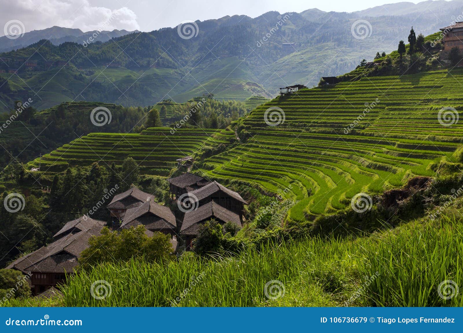 beautiful view longsheng rice terraces near the of the dazhai village in the province of guangxi, china