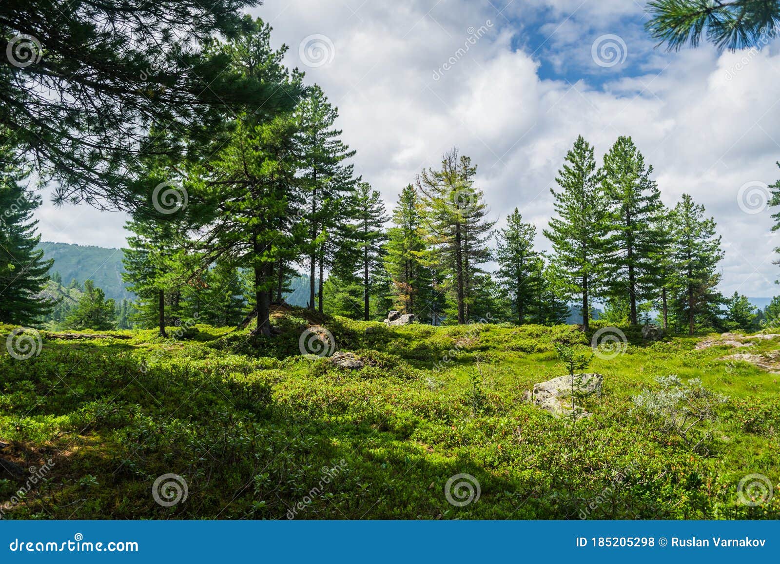 beautiful view on mountain range, evergreen trees and green grass field with pathway during summer day in national park