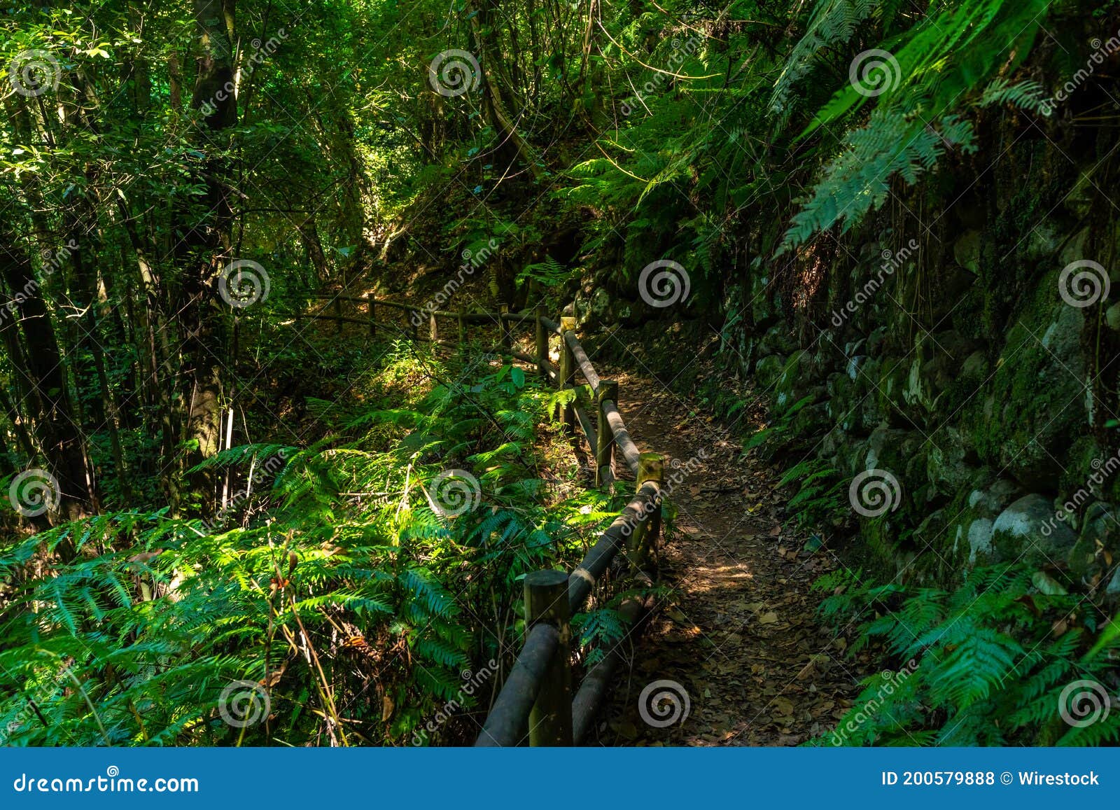 beautiful view of the natural park of cubo de la galga on the island of la palma, canary islands