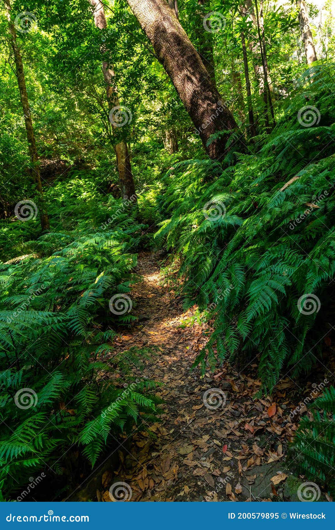 beautiful view of the natural park of cubo de la galga on the island of la palma, canary islands