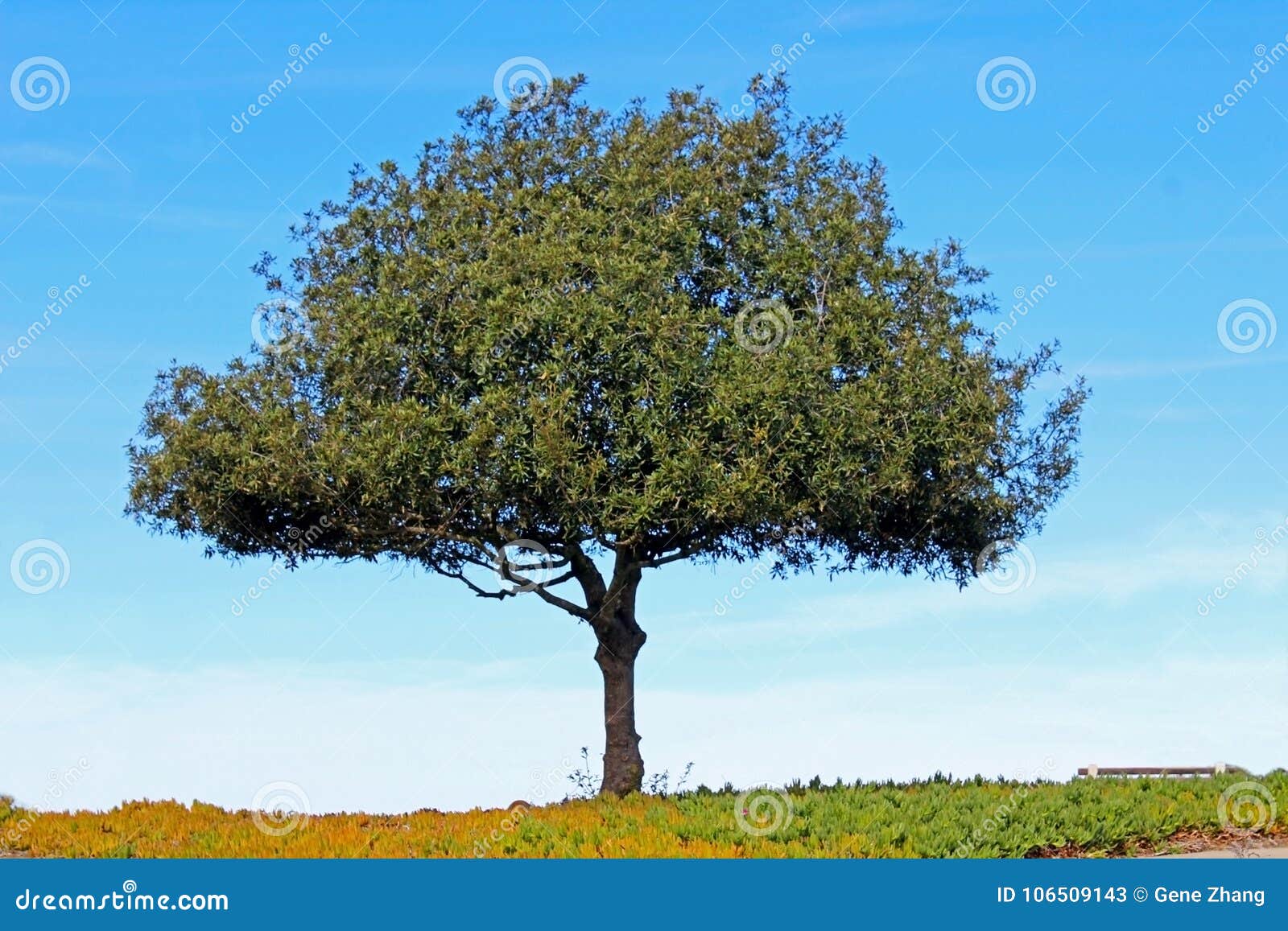 one tree at mt. soledad national veterans memorial