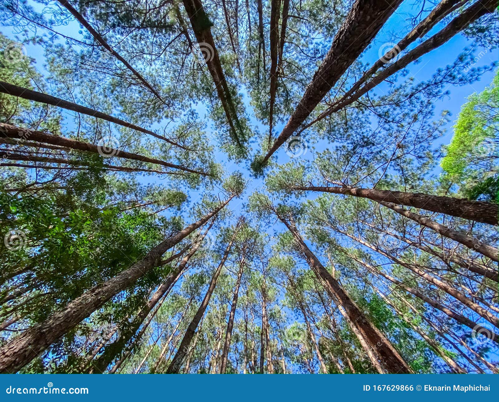 Beautiful View Pine Trees Tropical Forest Stock Photo Image Of Trees