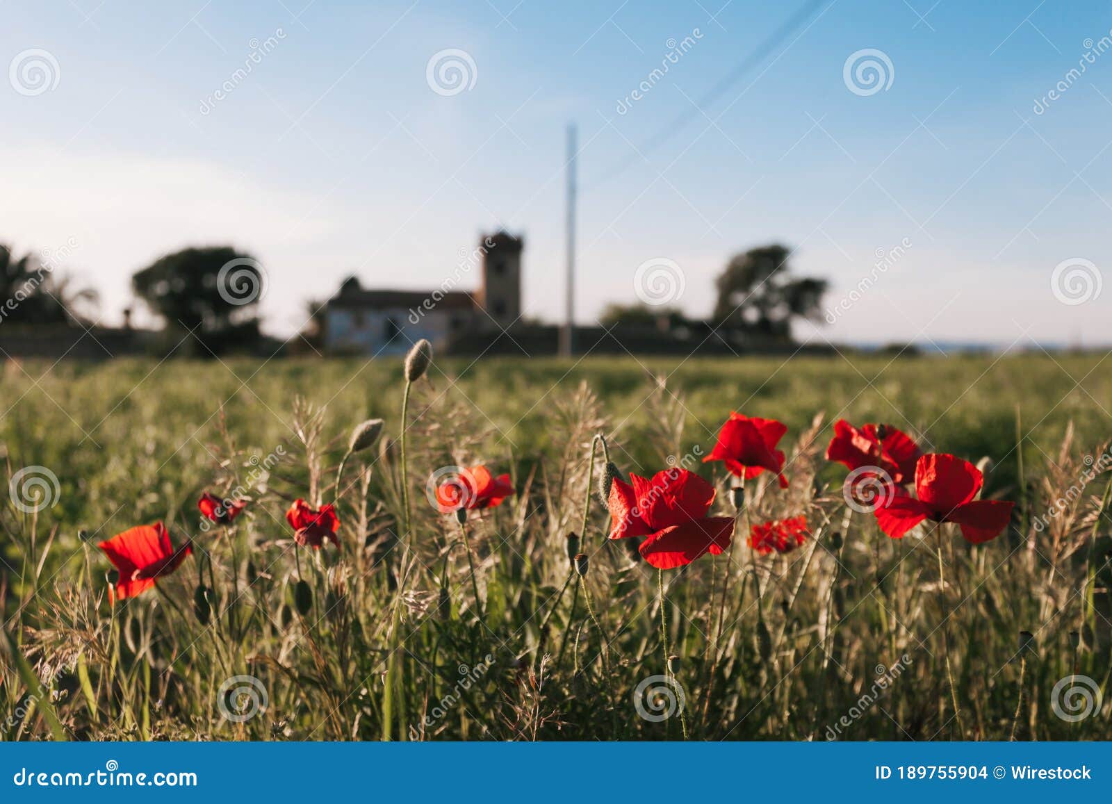 beautiful view of red shirley poppy flowers in the field of montilla, espaÃÂ±a