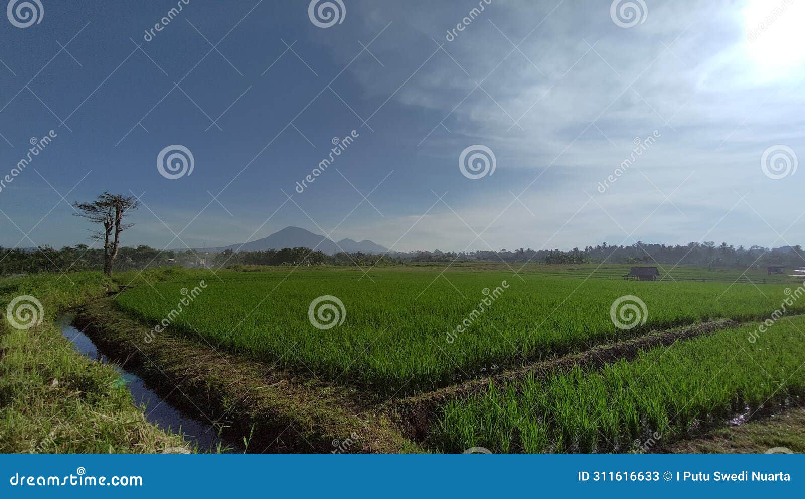 beautiful view in rice field with bautiful sky and clouds. mountain and blue sky