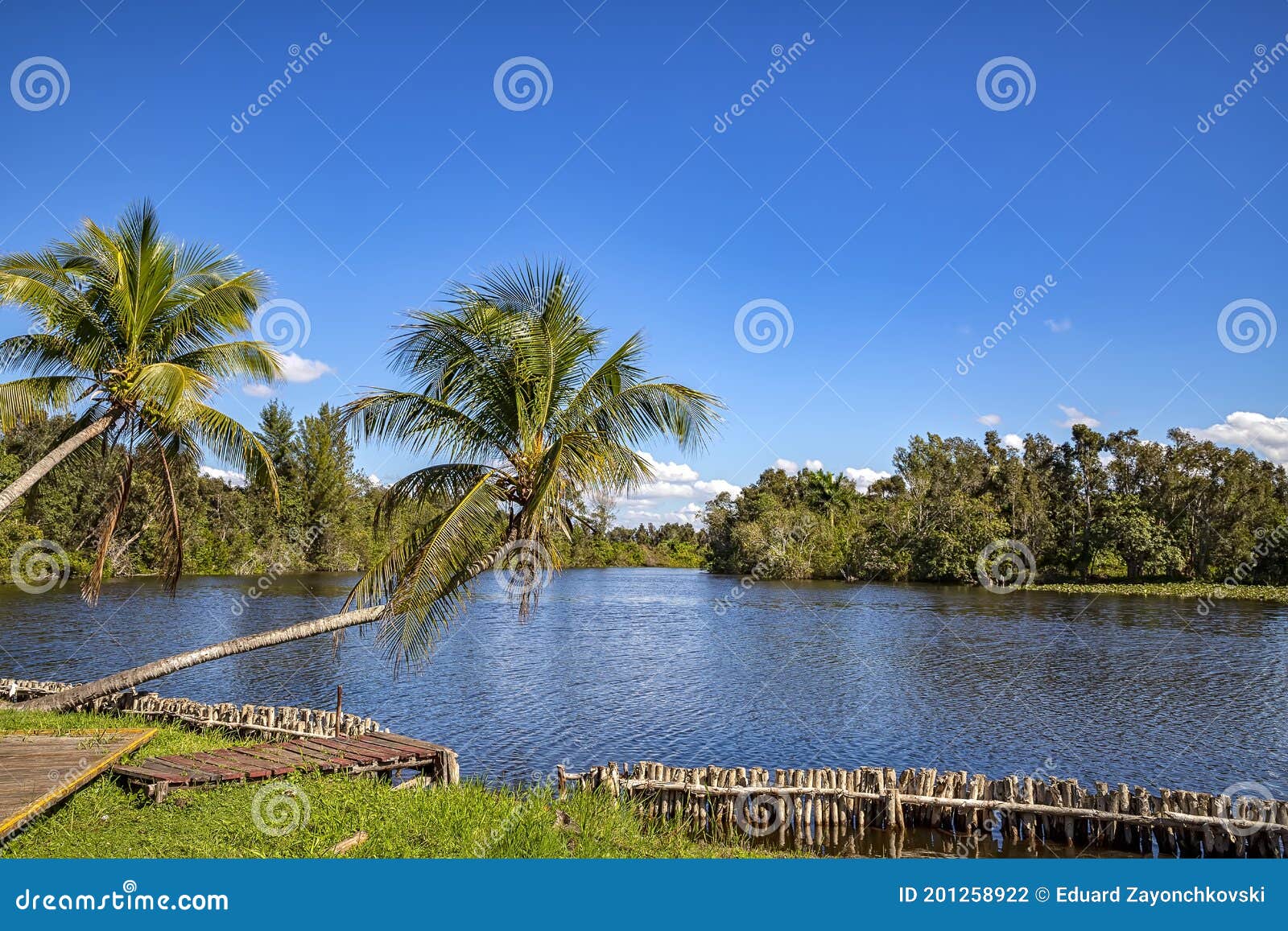 beautiful view of river and palms in laguna del tesoro, cuba