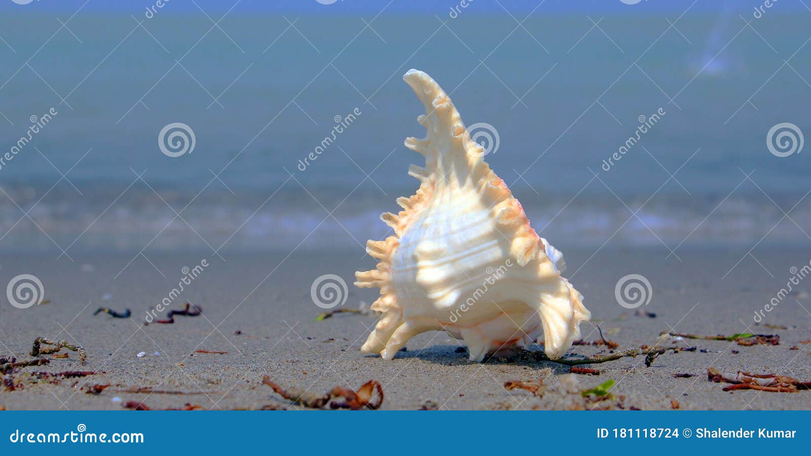 Beautiful View a Shankha is a Conch Shell of Ritual and Religious Importance in Hinduism and Buddhism. Stock Photo - Image of conch, object: 181118724 Beautiful View a Shankha is a Conch Shell of Ritual and Religious Importance in Hinduism and Buddhism. Stock Photo - Image of conch, object: 181118724