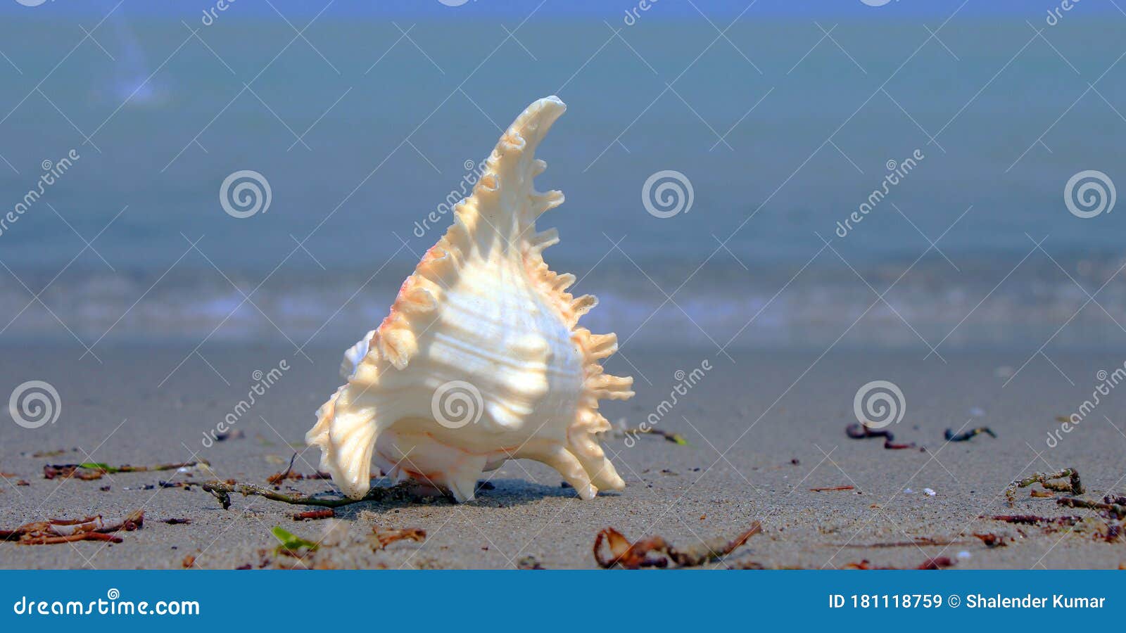 Beautiful View a Shankha is a Conch Shell of Ritual and Religious Importance in Hinduism and Buddhism. Stock Image - Image of marine, closeup: 181118759 Beautiful View a Shankha is a Conch Shell of Ritual and Religious Importance in Hinduism and Buddhism. Stock Image - Image of marine, closeup: 181118759
