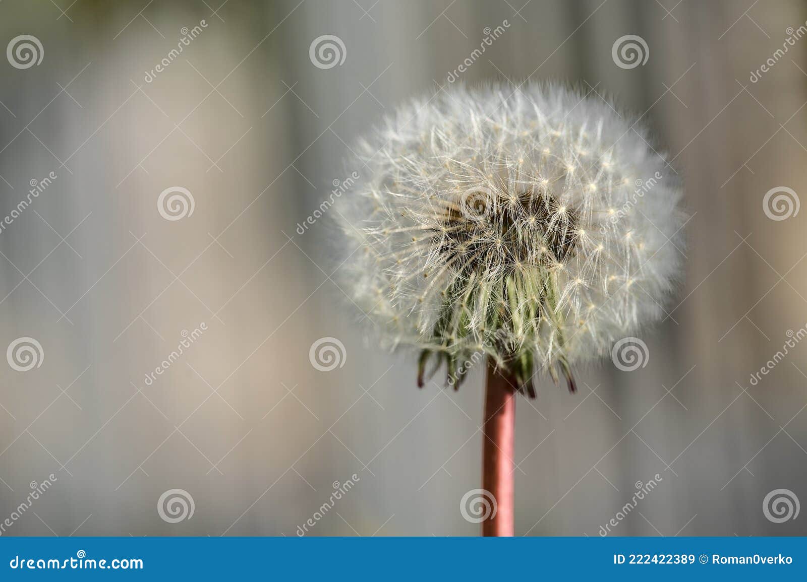 spring soft and fluffy flower of dandelion clock seeds taraxacum officinale against metal fence in ballawley park, dublin