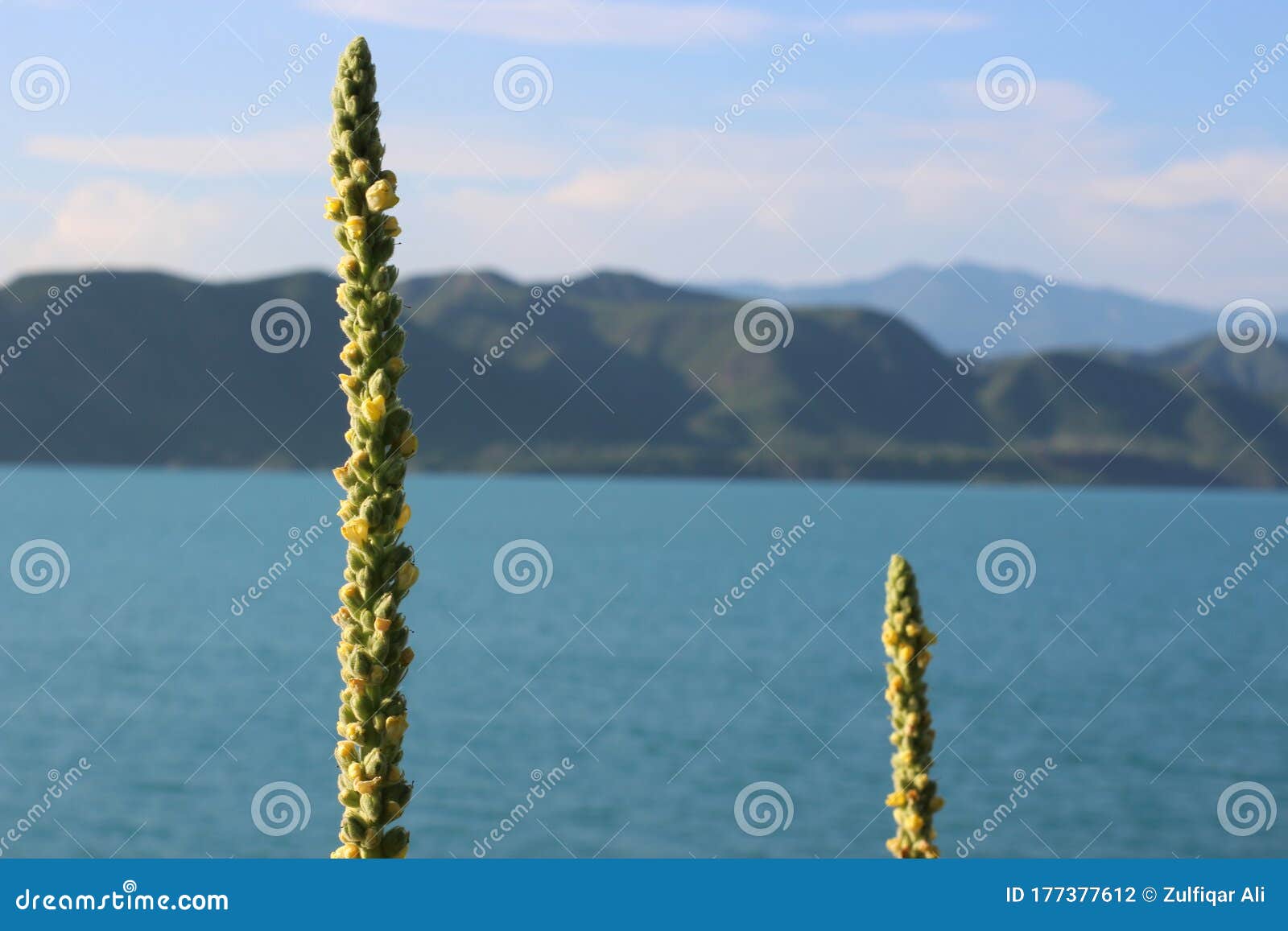 Beautiful View of Tarbela Lake Kpk Pakistan Stock Photo - Image of green,  freshness: 177377612