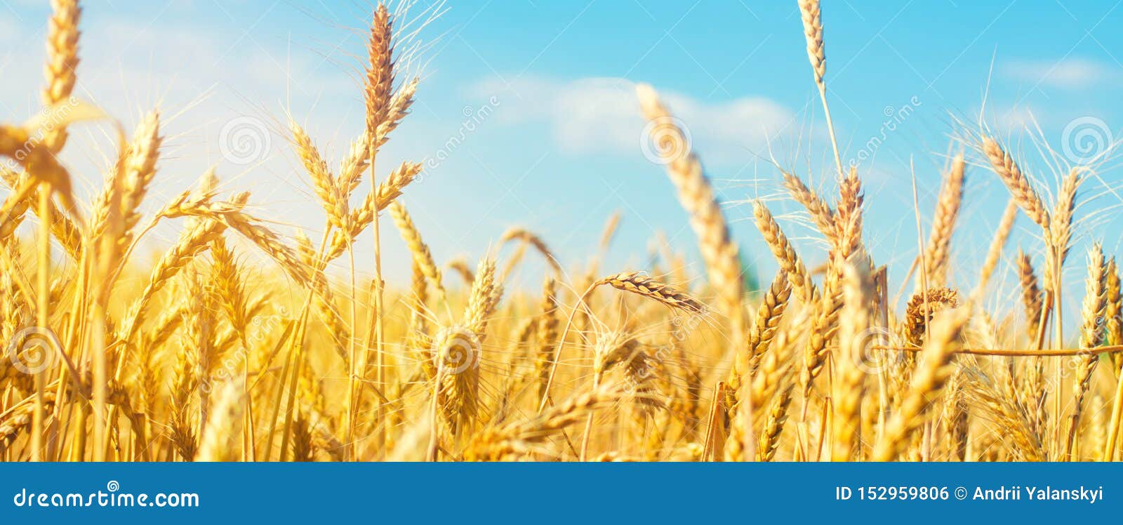beautiful view of the wheat field and blue sky in the countryside. cultivation of crops. agriculture and farming. agro industry.