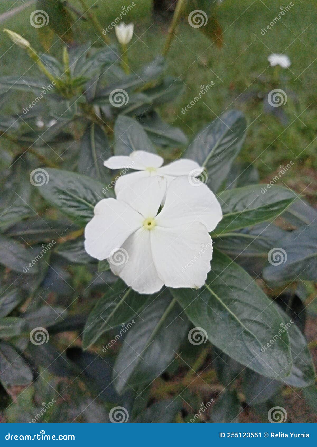 Beautiful View of White Vinca Plant in Bloom Stock Image Image of tree, shrub 255123551