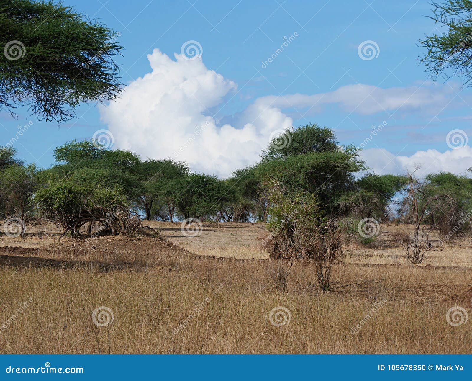 Beautiful Views Of Africa Jeeps With An Opening Top Stock Photo Image Of Super Travel