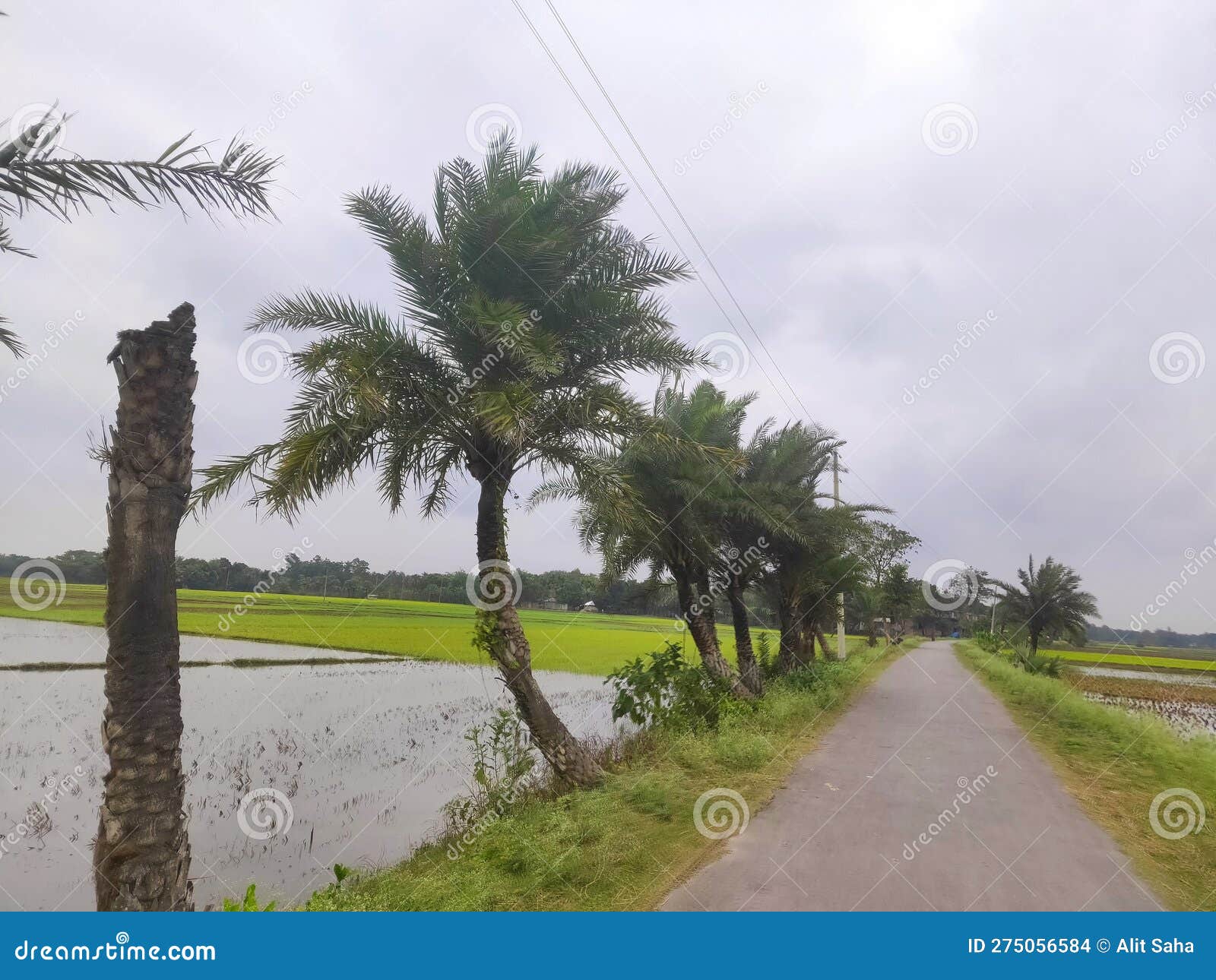 A Beautiful Villege Road In Bangladesh Stock Photo Image Of Road