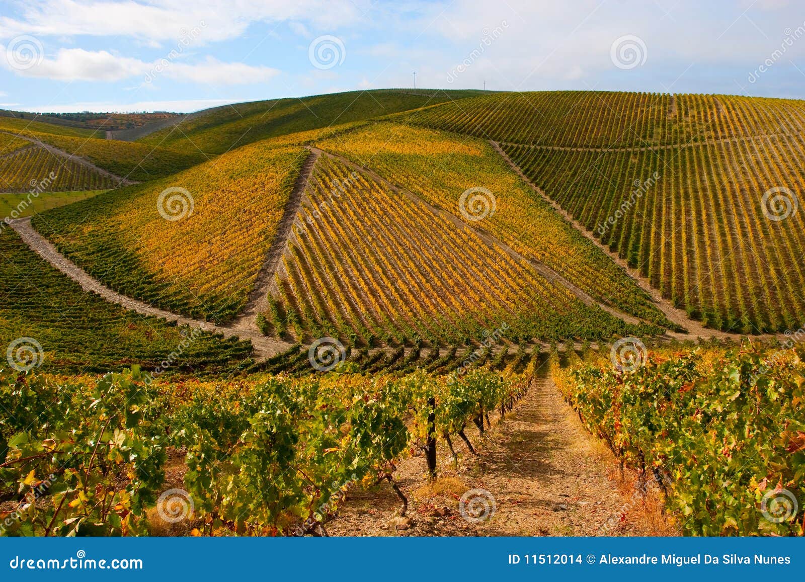 beautiful vineyard landscape