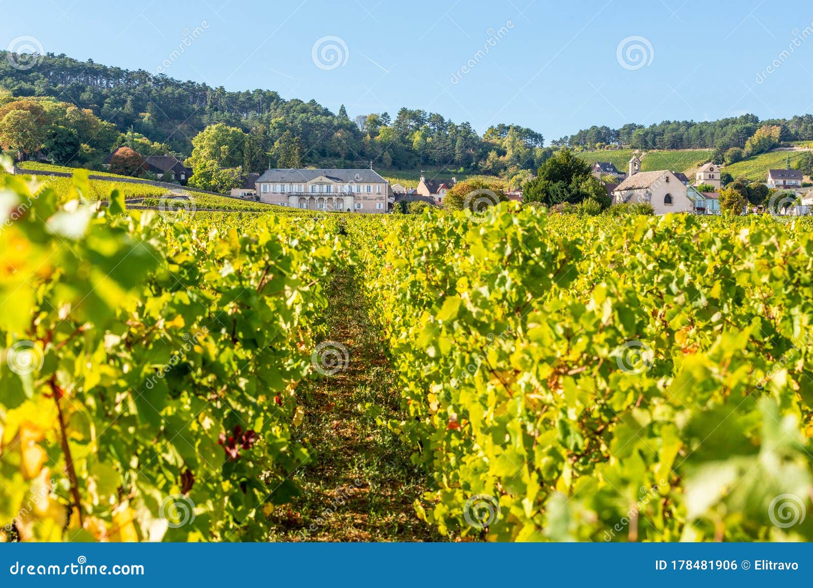 view of vineyards in burgundy, france