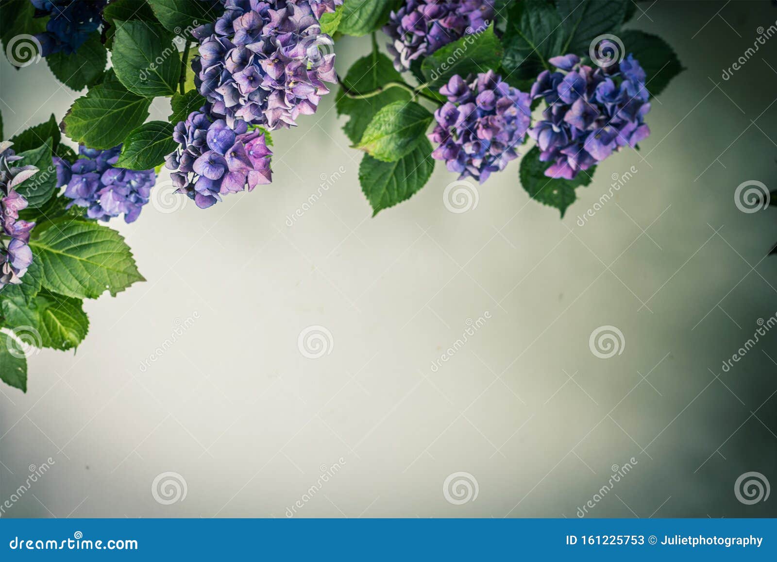 Beautiful, Vintage Style Flora Background with Hydrangea or Hortensia  Bloosom Stock Image - Image of bush, hortensia: 161225753