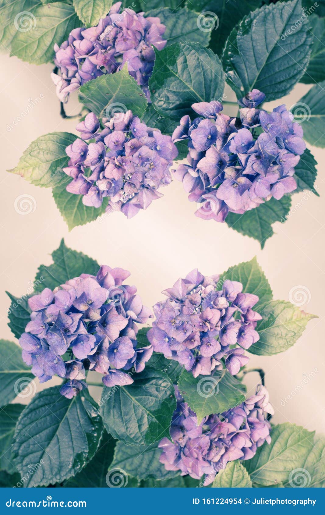 Beautiful, Vintage Style Flora Background with Hydrangea or Hortensia  Bloosom in the Garden Stock Photo - Image of bright, beauty: 161224954