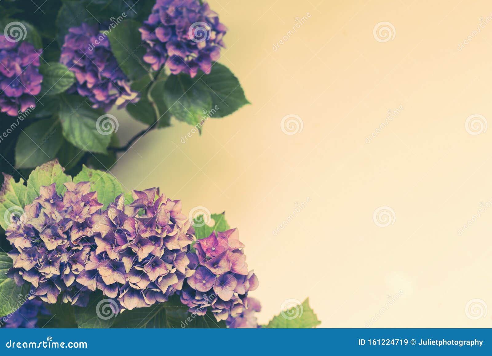 Beautiful, Vintage Style Flora Background with Hydrangea or Hortensia  Bloosom in the Garden Stock Image - Image of beautiful, botany: 161224719