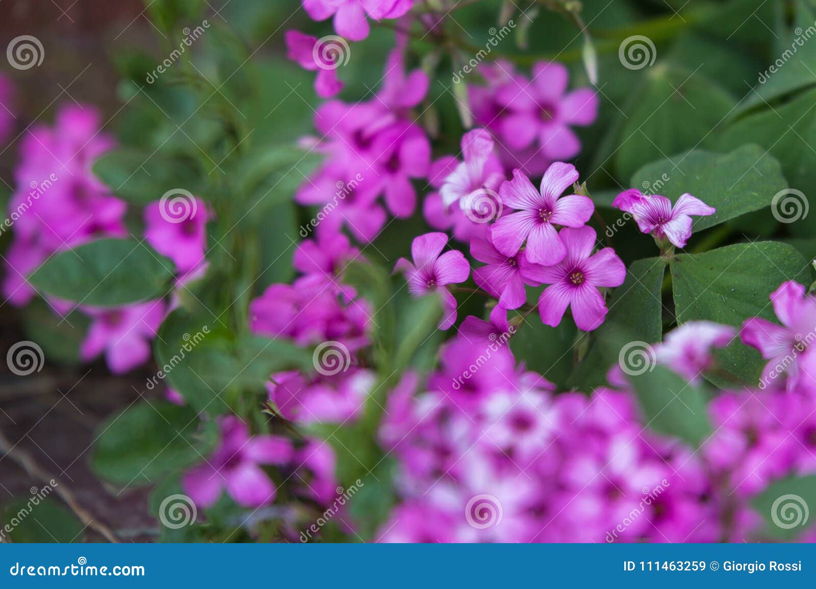 Beautiful Viola Flowers with Five Petals in a Garden Stock Image Image of color, agricultural