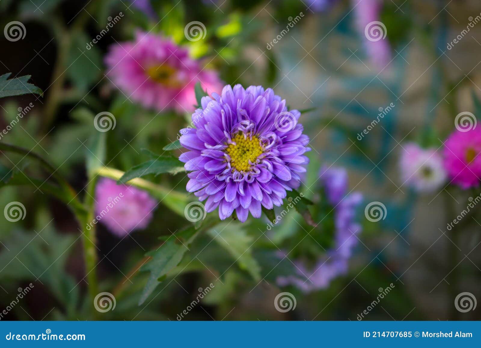 Beautiful Violet Aster Flower in Tree Stock Image Image of head