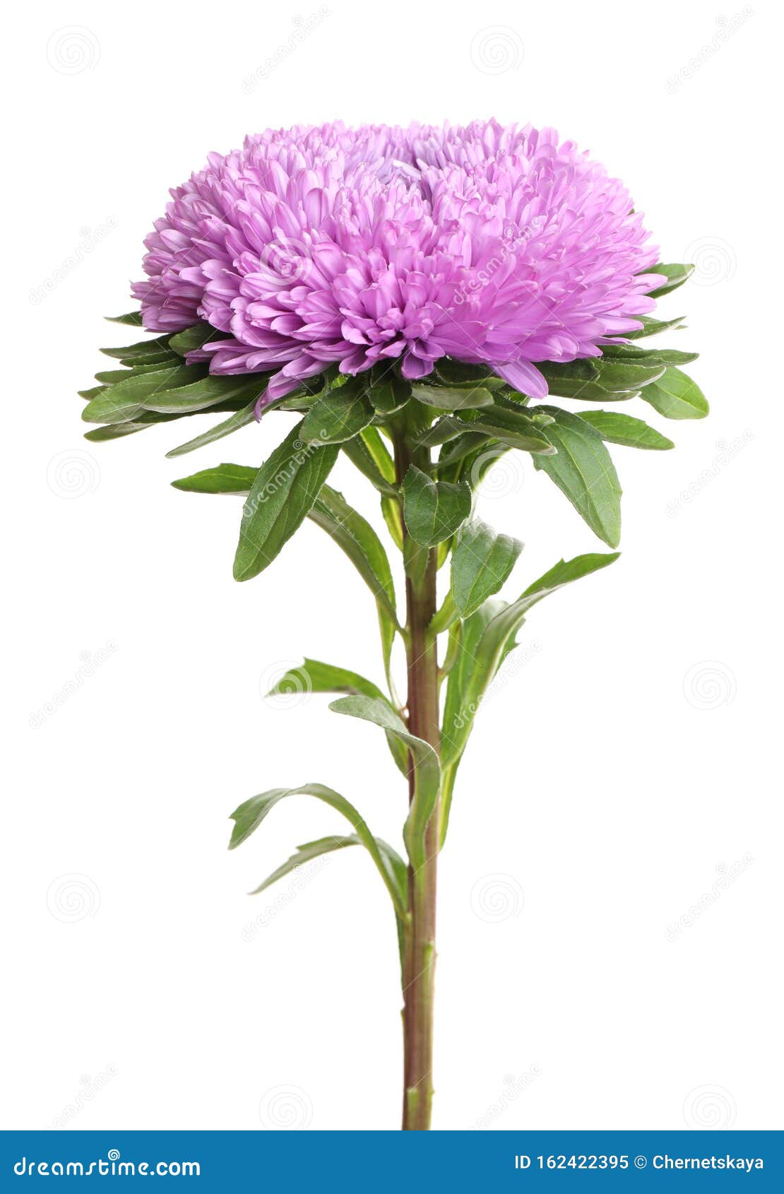 Beautiful Violet Aster Flower on Background Stock Image Image of