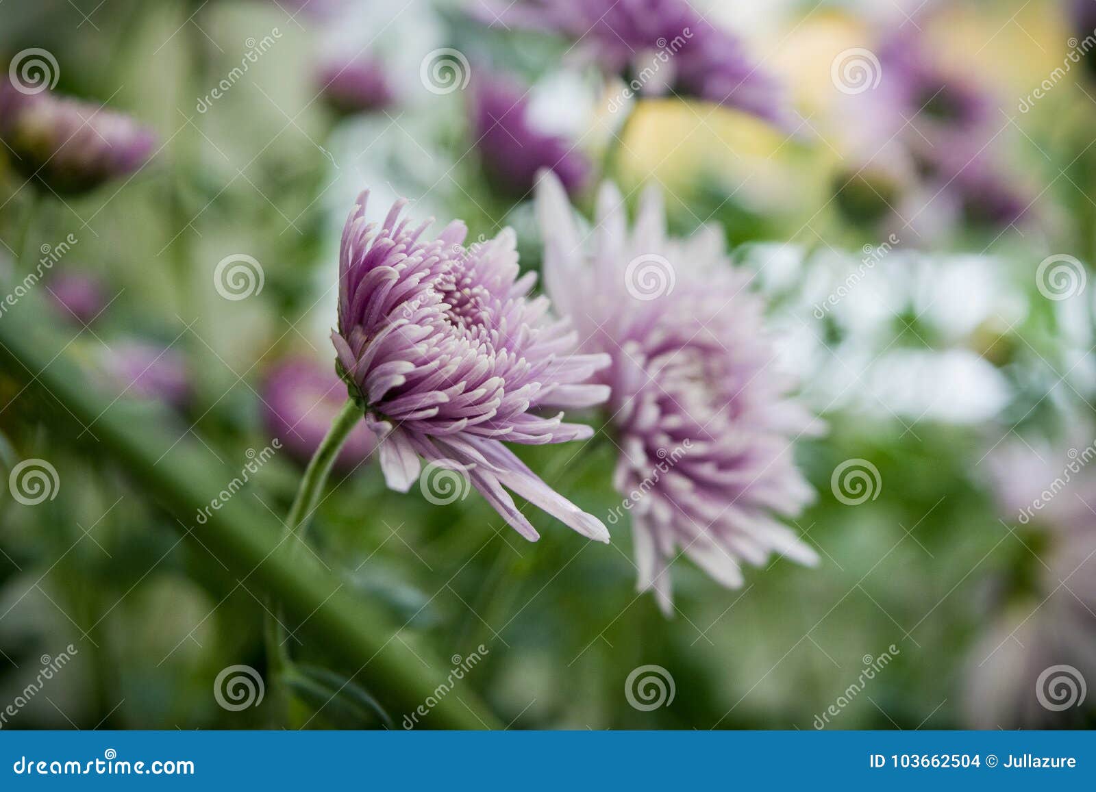 beautiful violet chrysanthemums as background picture.