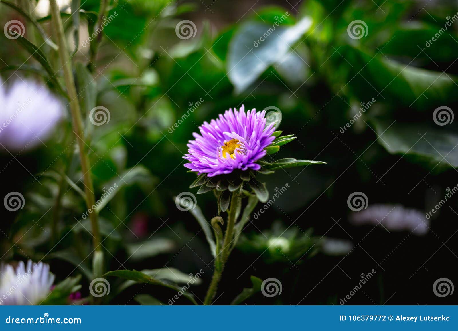Beautiful Violet Flower in the Garden Stock Photo Image of closeup