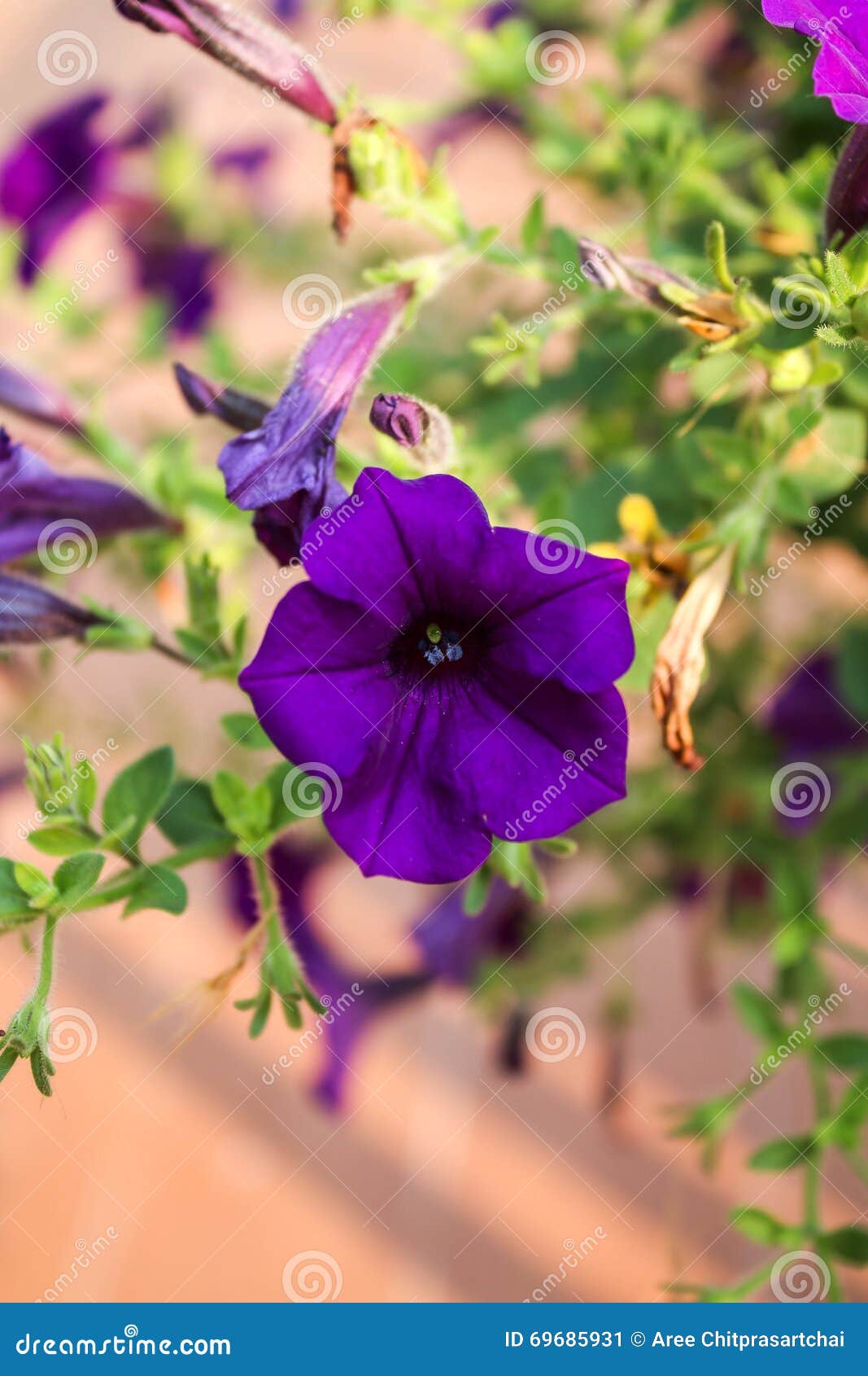 Beautiful violet flower stock image. Image of violet 69685931