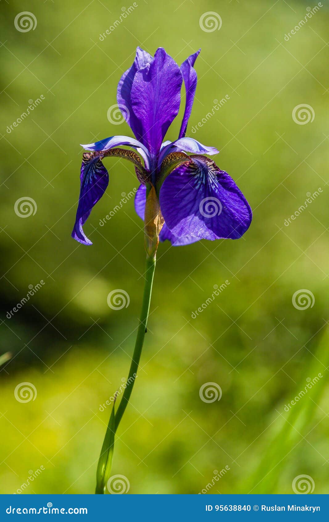 Beautiful Violet Irises Under the Sun Light Stock Photo Image of