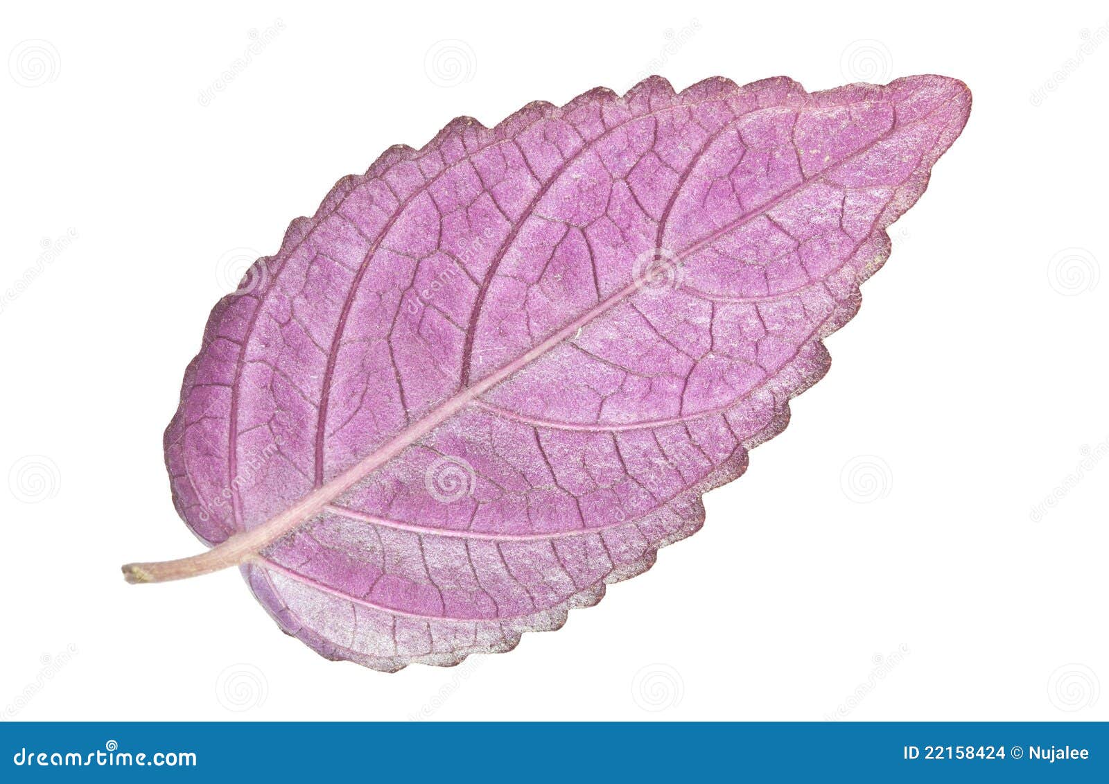 Beautiful violet leaf stock photo. Image of line, background 22158424