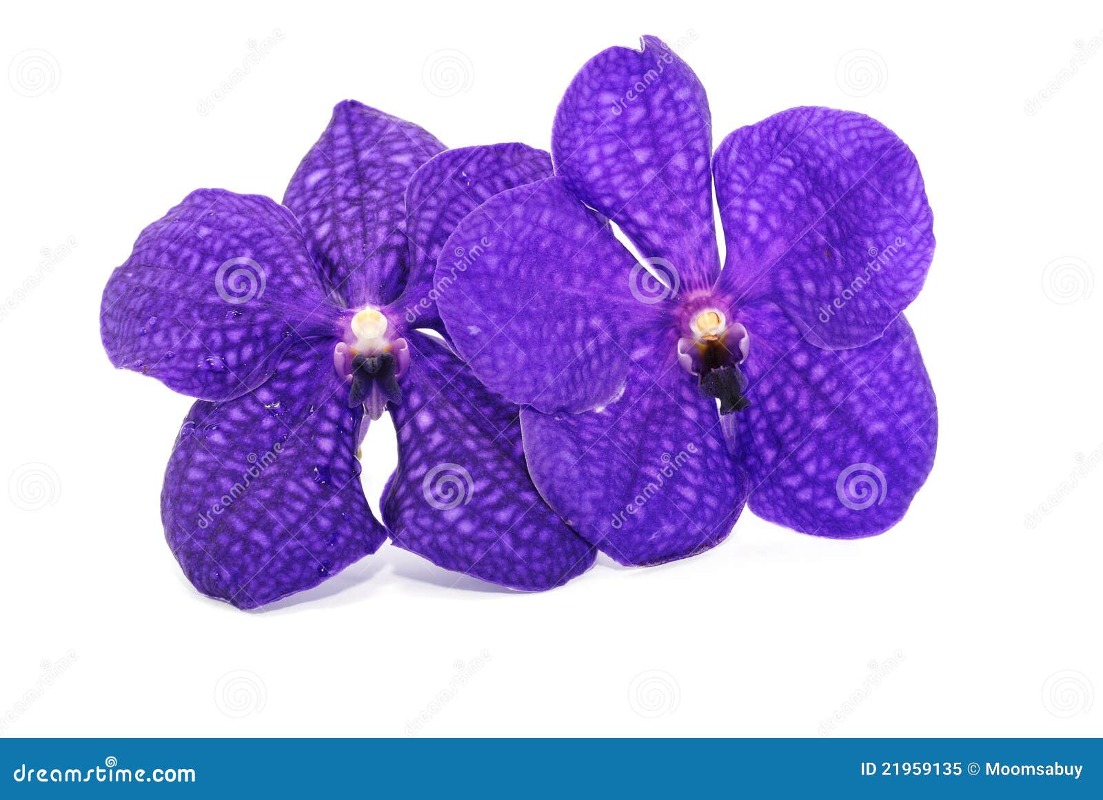 Beautiful violet orchid stock image. Image of color, blossom 21959135
