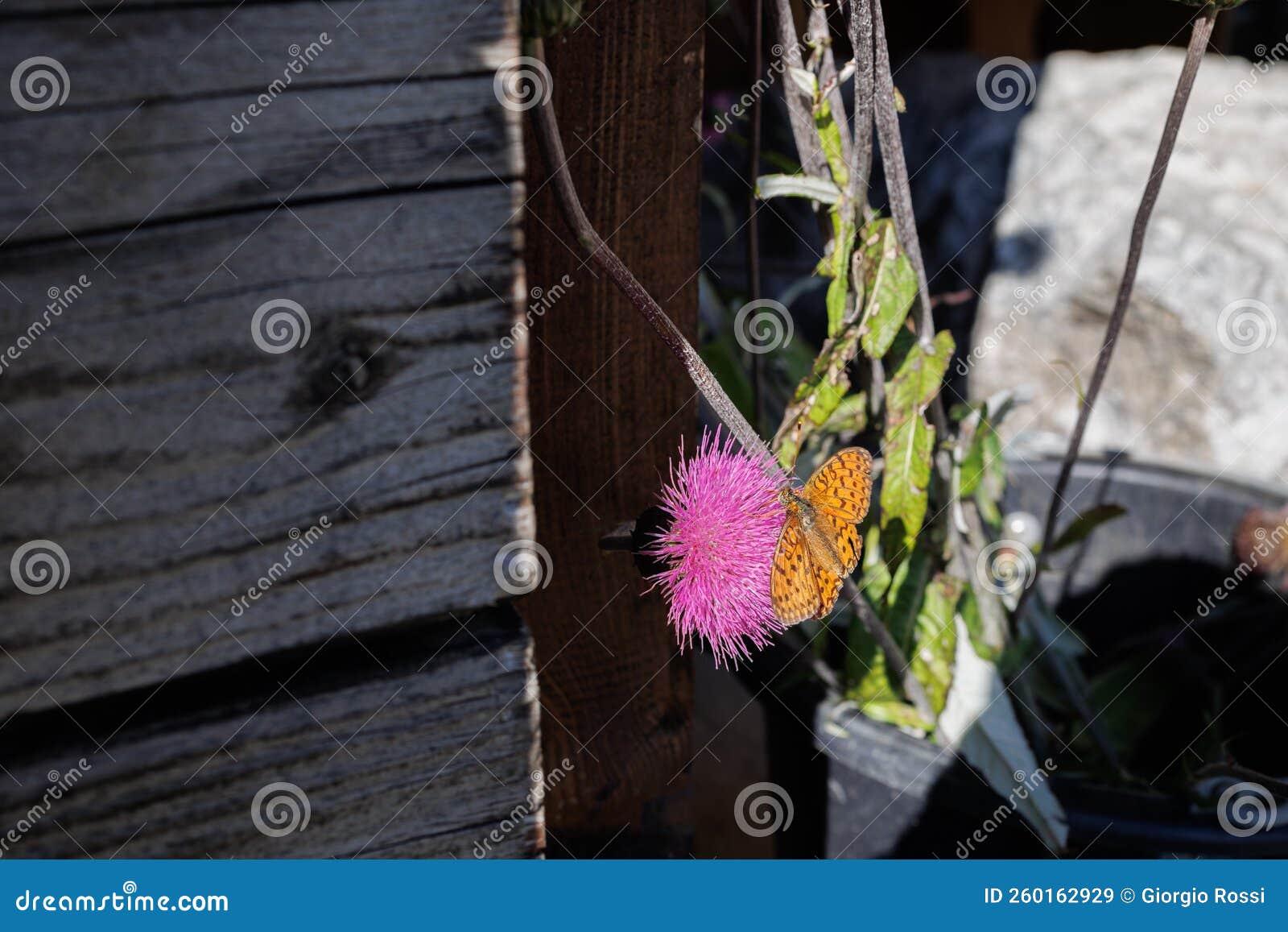 Beautiful Violet Thistle Flower with an Orange Butterfly on it Stock