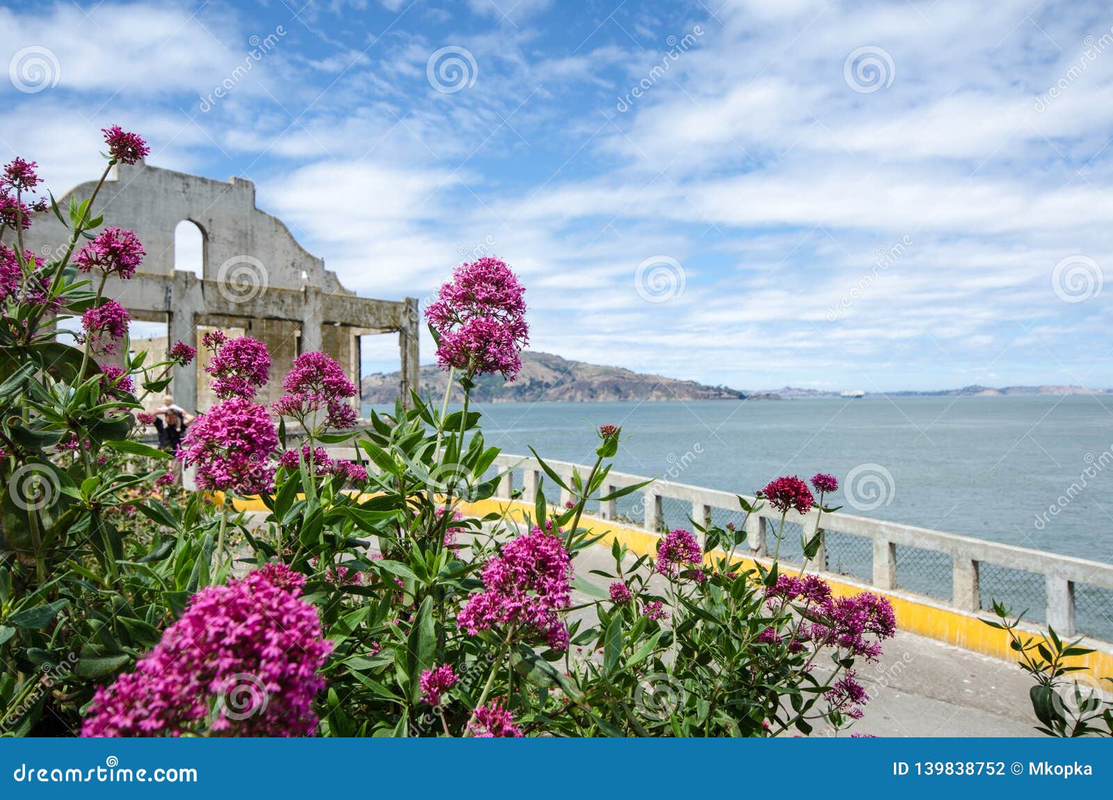 beautiful vivid flower garden scenery on alcatraz island in san