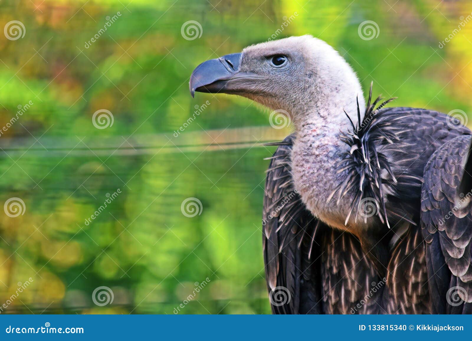 Beautiful Vulture Watching stock photo. Image of vulture - 133815340