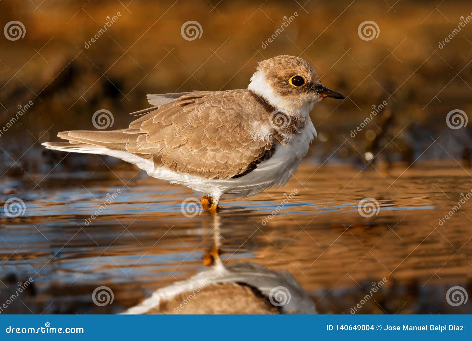 beautiful wader bird drinking on the water