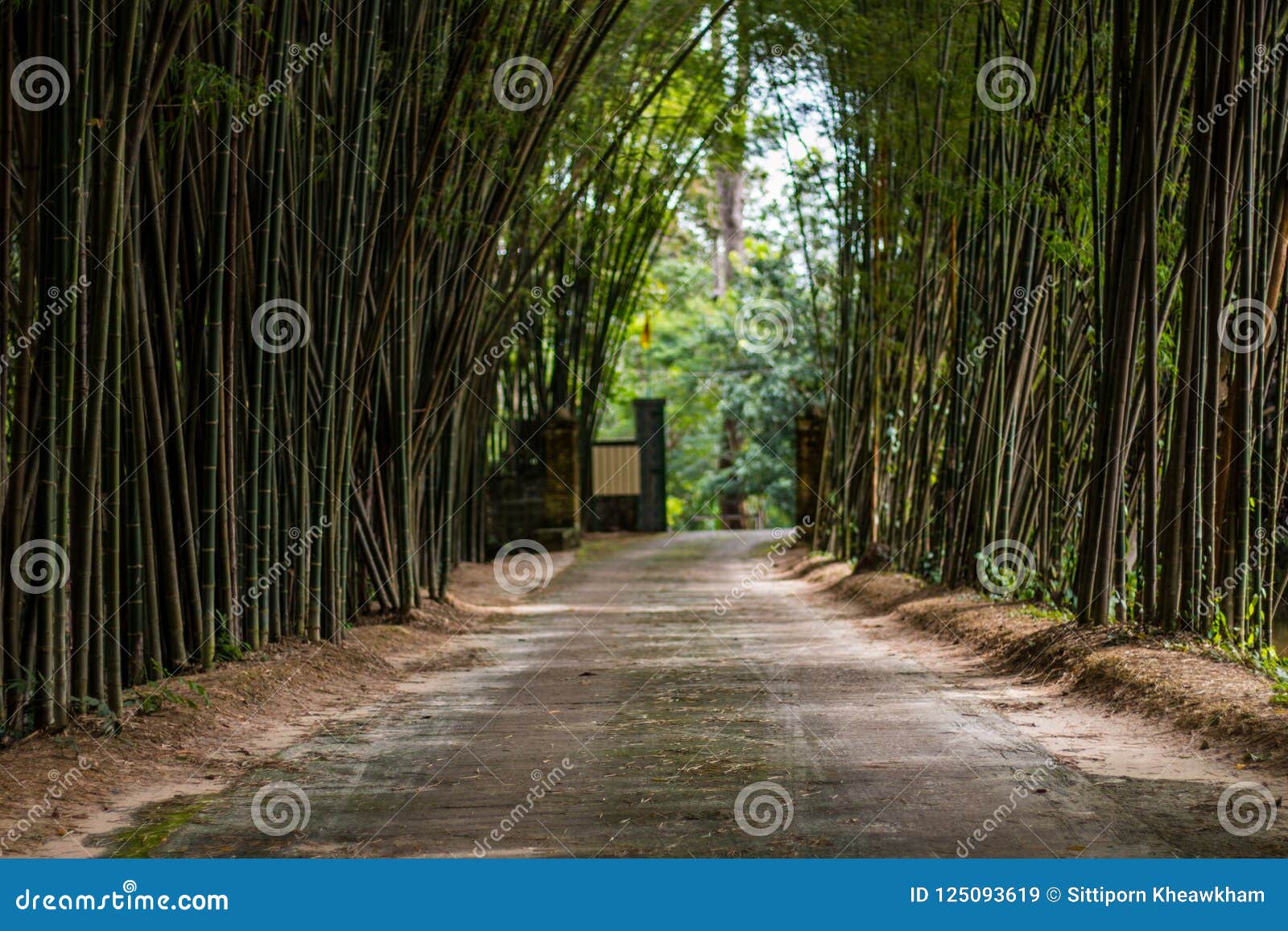 Walkway of bamboo road stock image. Image of highlands 125093619