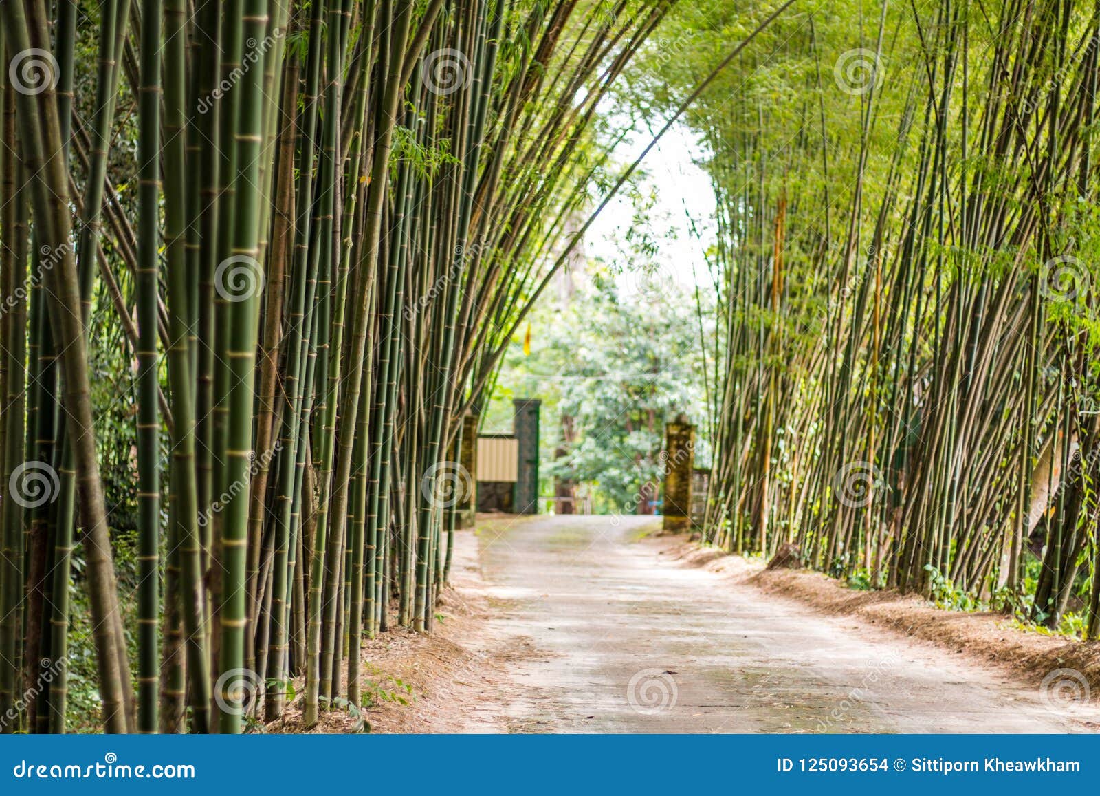 Walkway of bamboo road stock photo. Image of background 125093654