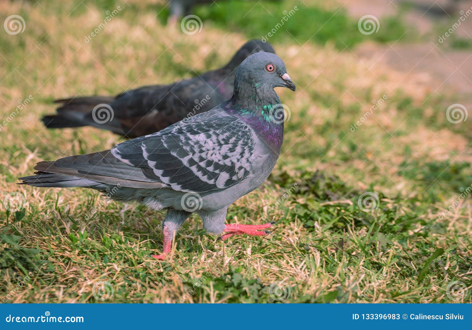 Pigeon Colored on the Grass Stock Image - Image of grace, background:  133396983
