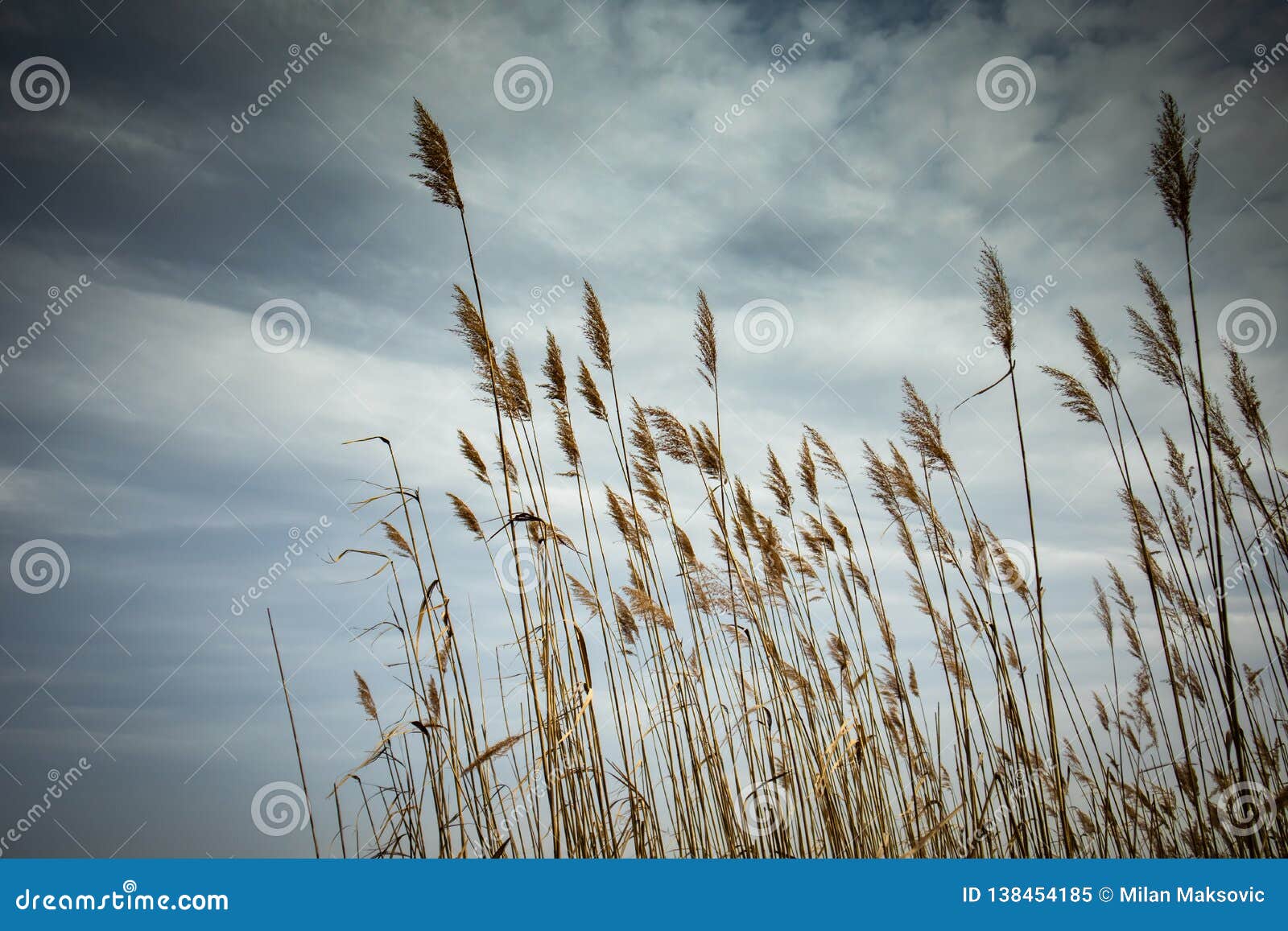 Beautiful Wallpaper of Dry Reed Plant with Dark Clouds in the Background  Stock Image - Image of meadow, grass: 138454185